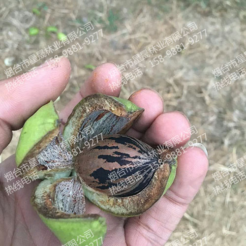 碧根果果实