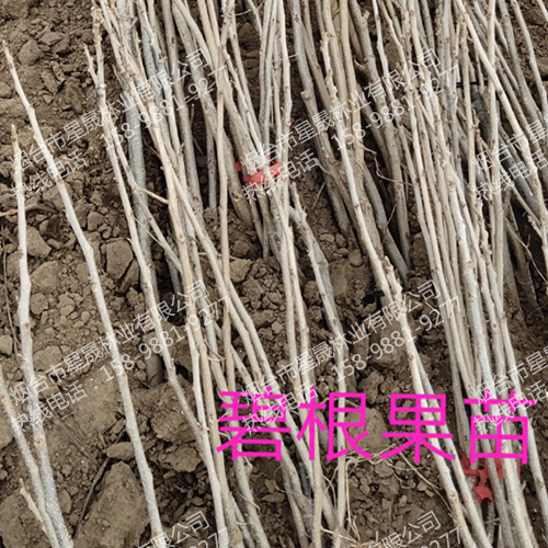 碧根果苗发货现场