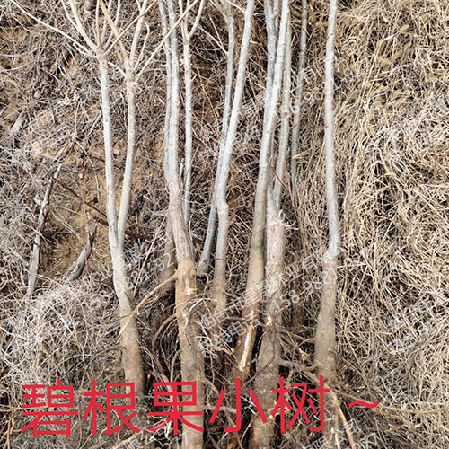 碧根果苗发货现场