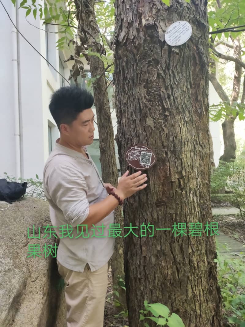 百年碧根果大树