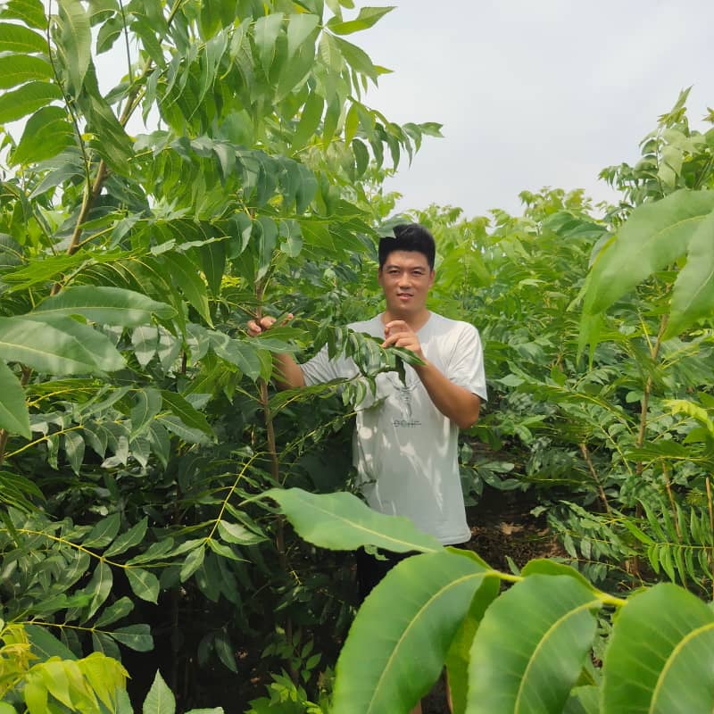 优选碧根果苗木