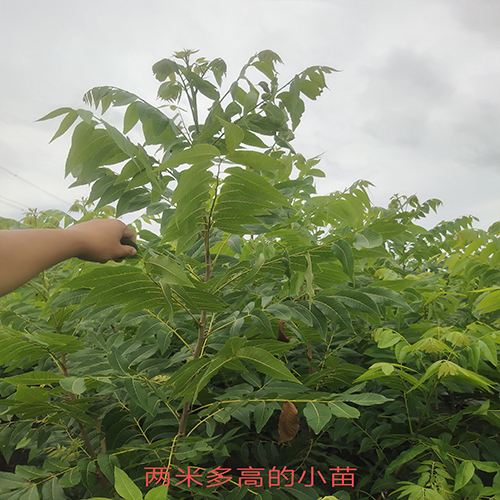 碧根果两年小树