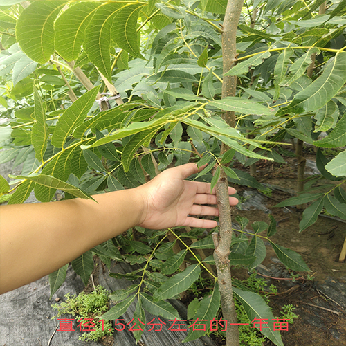 碧根果两年小树