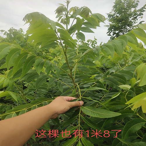 碧根果两年小树