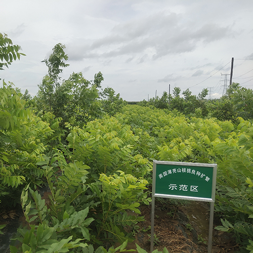 优选碧根果苗木