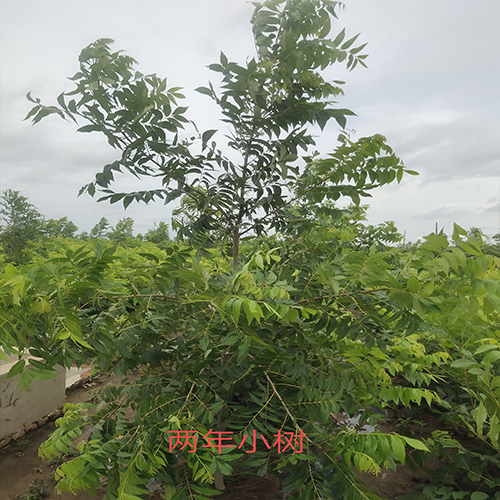 碧根果两年小树