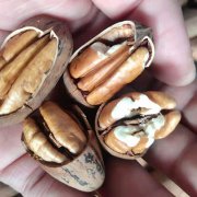碧根果果实
