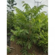 优选碧根果苗木