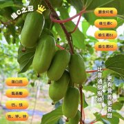 软枣猕猴桃